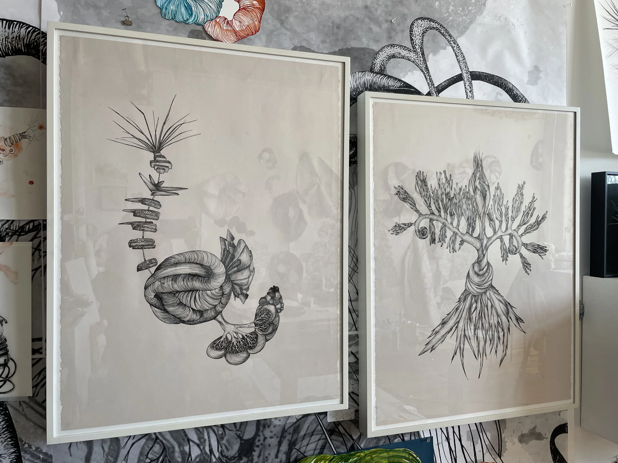 Specimen Drawing (Untitled/Mental Floss) — Maggie Nowinski